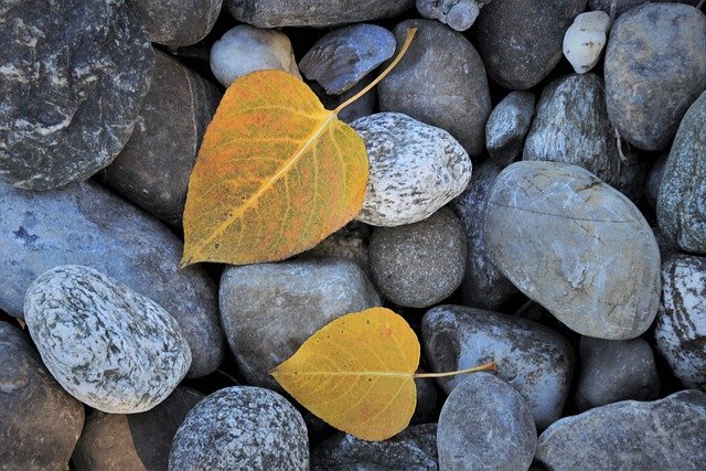Gravel and a leaf to represent Gravel Driveways in Cardiff